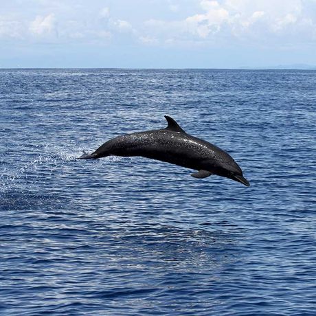 Beobachten sie wie Wale und Delfine aus dem Meer springen und erleben sie Gänsehautmomente in der freien Natur auf dem Ozean des Meeresnationalparks Ballena.