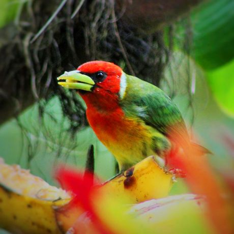 Rotkopfbartvogel Dschungel-Lodge-Talamanca