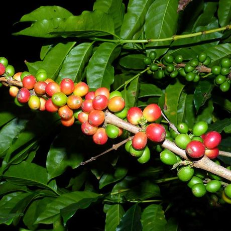 Blick auf eine Kaffepflanze bei dem Tagesausflug Kaffeekultur und abenteuerliche Tierbeobachtungen
