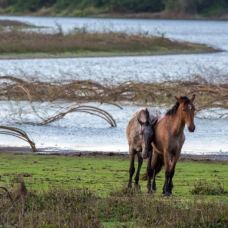 Costa Rica Landleben Pferdefreundschaft