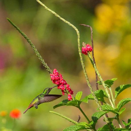 Blick auf einen Kolibri in der Dschungel-Lodge Hotel Drake Bay Getaway