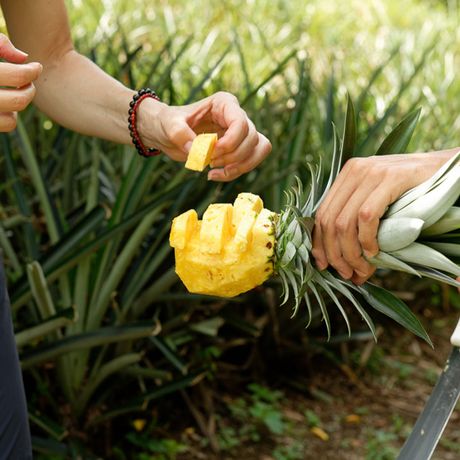 Finca Sura Ananas Blick auf eine Ananas