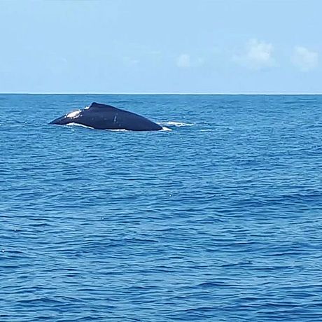 Blick auf einen Wal bei der Walbeobachtung vor Curús Küste
