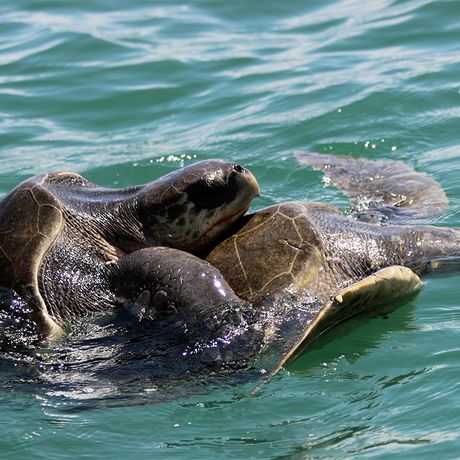 Die Gewässer Costa Ricas beherbergen eine Vielzahl Schildkröten