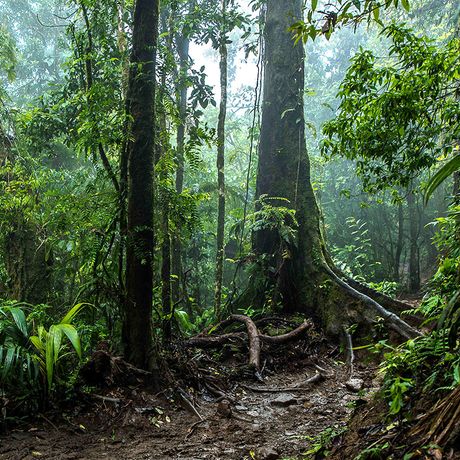 Costa Rica Nebelwald Wolke