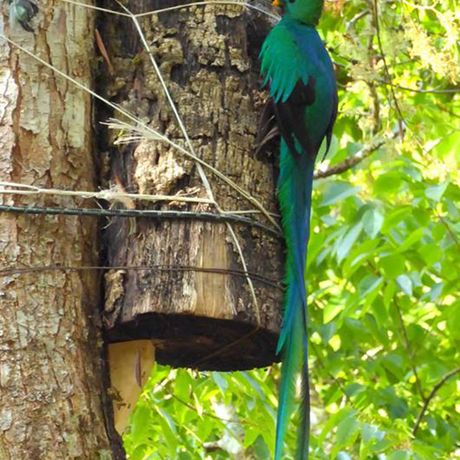 Halten Sie Ausschau nach dem sagenumwobenen Quetzal