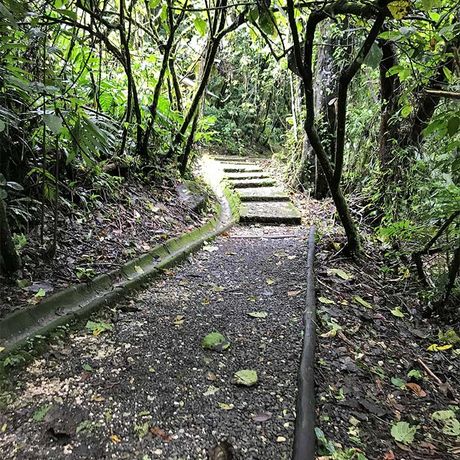 Blick auf einen Wanderweg bei der Exkursion zur Ausgrabungsstätte Guayabo