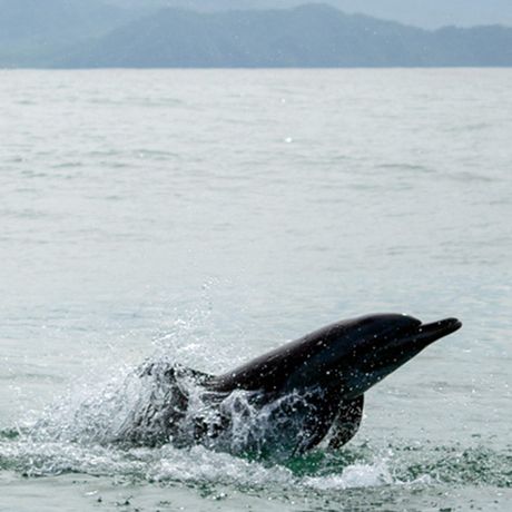 Seien Sie hautnah dabei, wenn ein Wal oder ein Delfin aus dem Wasser auftaucht. 
