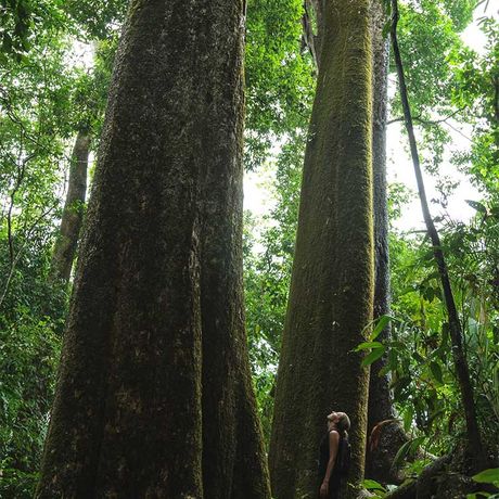 Blick auf einen Baum auf dem Wanderpfad der Dschungel-Lodge Hacienda Barú