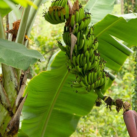 Bananen sind Hauptexportgut und spielen eine große Rolle in Costa Rica. 