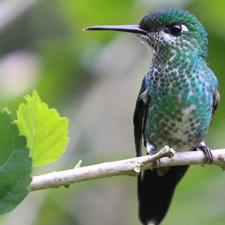 Kolibris sind häufige Begleiter in der Region. Beobachten Sie die flinken Vögel auf der Suche nach Nektar.