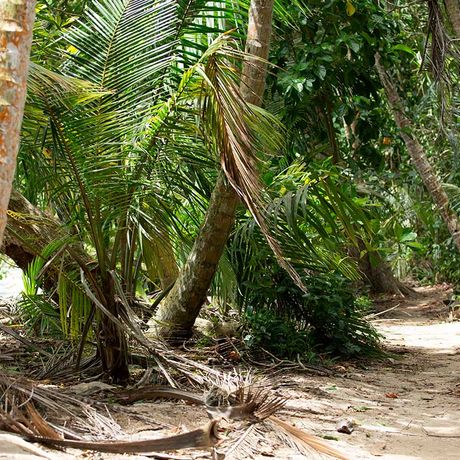 Costa Rica Karibikküste Dschungelpfad an der Küste