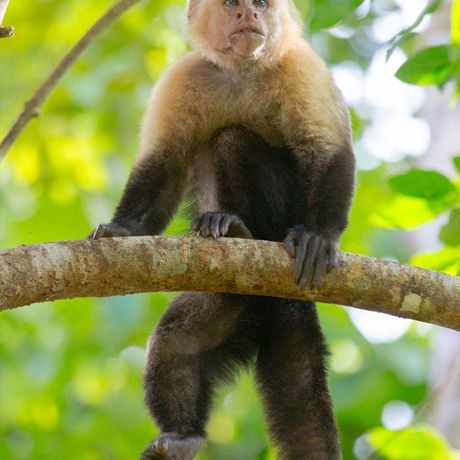 In fast jeder Region Costa Rica lassen sich Affenarten finden.