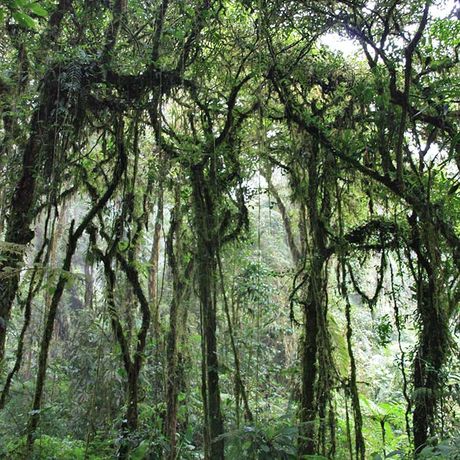 Blick in den Wald bei der Wanderung im Nationalpark Monteverde