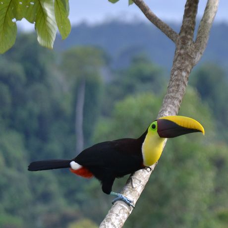 Auch der farbenfrohe Tukan ist in Costa Rica beheimatet.
