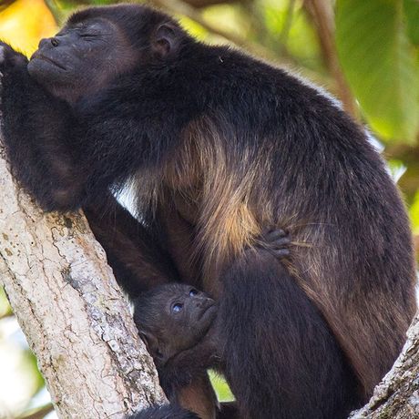 In den dichten Bäumen tümmelt sich eine Vielzahl von Affen. Halten Sie Ausschau nach ihnen in den Baumwipfeln