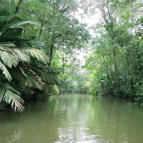 Fluss Wald Costa Rica Blick auf einen vom Wald umgebenen Fluss in Costa Rica