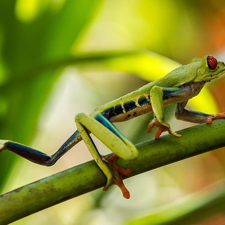 Die Amphibienwelt Costa Ricas ist vielfältig und bunt. Mit einem Guide lassen sich auch die kleinsten Frösche entdecken.