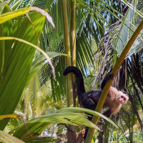 EIn neugieriges Kapuzineräffchen blickt vom Palmendach mit wachsamen Aufen auf Sie herab
