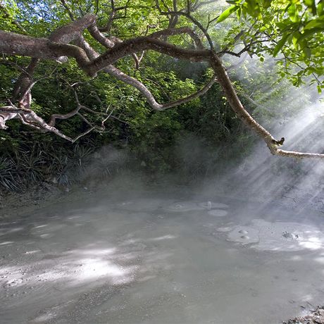 Baum heisse Quelle Costa Rica Blick auf einen Baum über einen heißen Quelle in Costa Rica