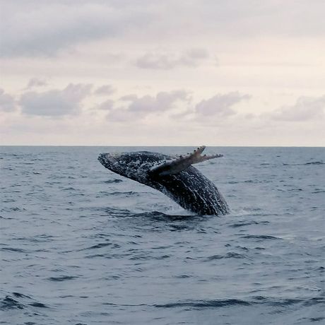 Blick auf einen Wal bei der Walbeobachtung vor Curús Küste