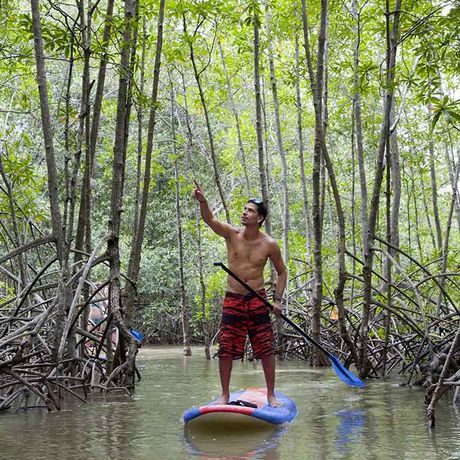 Gleiten Sie leise durch das ruhige Gewässer und lernen sie das vielfältige Ökosystem der Mangroven kennen.