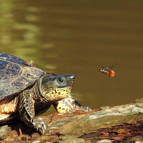 Costa Rica Flüße und Seen Schildkröte