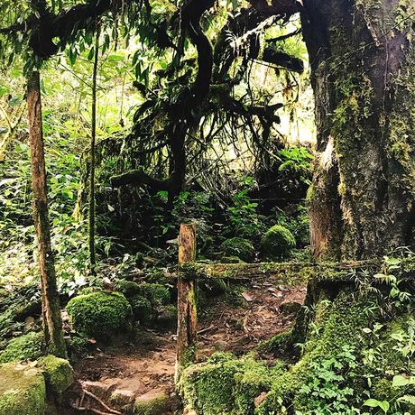 Costa Rica Nebelwald bewachsener Baum