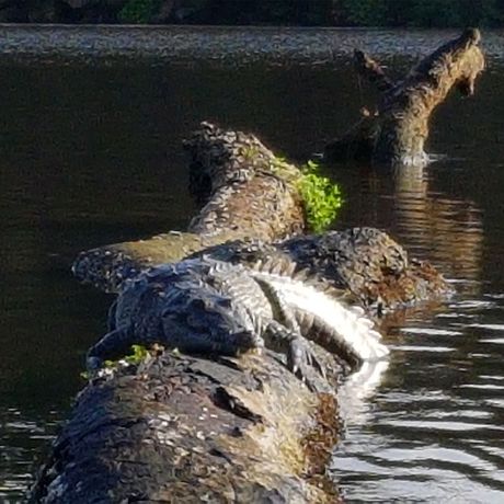Blick auf ein Krokodil bei der Kanutour im Nationalpark Tortuguero