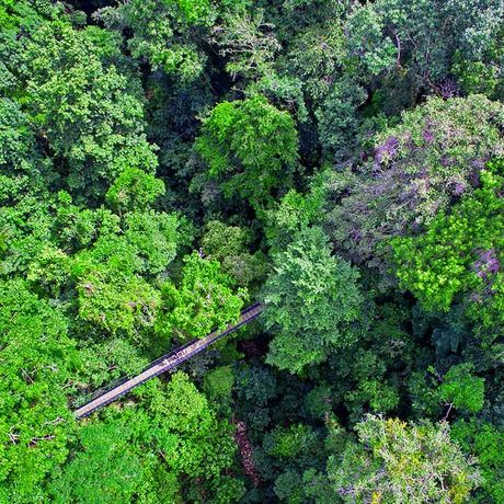 Blick in den Regenwald von der El Remanso Rainforest Wildlife Lodge 