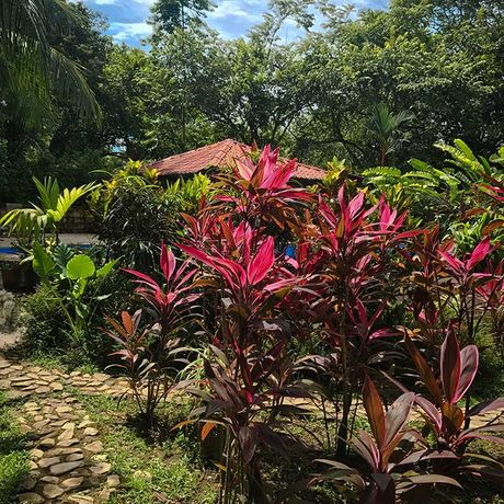 Blumen im Garten des Ferienhauses „Casa Colores“