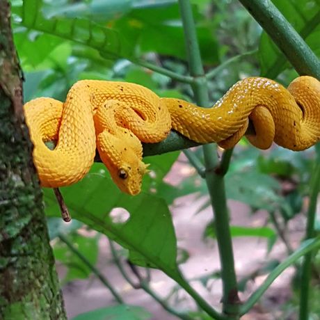 Blick auf eine Schlange bei der naturkundlichen Exkursion im Nationalpark Tortuguero
