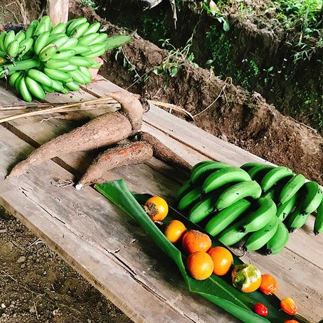 Costa Rica Landleben Gemüseanbau