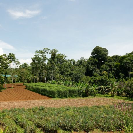 Finca Sura Blick ins Grüne Blick ins Grüne