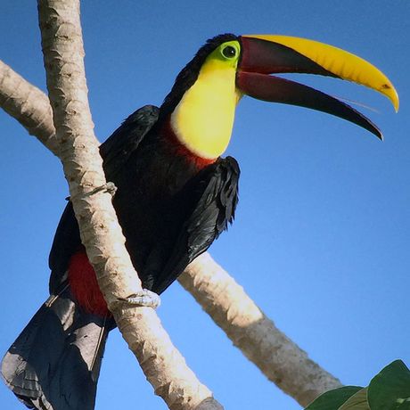 Vor allem im Nationalpark Manuel Antonio lassen sich viele exotische Tiere entdecken