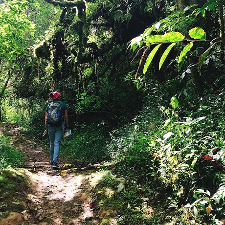 Costa Rica Nebelwald Wanderung auf schmalen Pfaden