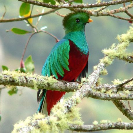 Quetzal - der Göttervogel