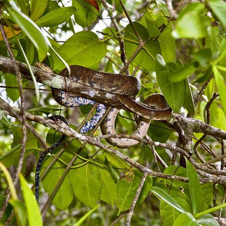 Gleiten Sie leise durch das ruhige Gewässer und lernen sie das vielfältige Ökosystem der Mangroven kennen.