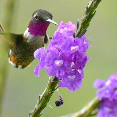 In der Region Chirripó können Sie problemlos exotische Vogelarten aus nächster Nähe beobachten