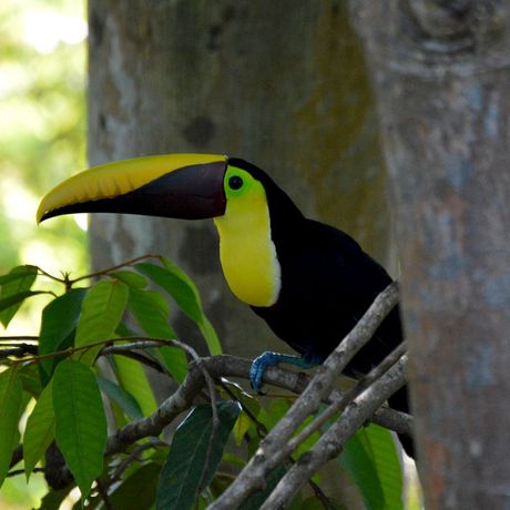 Schweben sie durch den mystischen Regenwald der costa-ricanischen Berge und genießen die eindrucksvolle Natur aus der Vogelperspektive.
