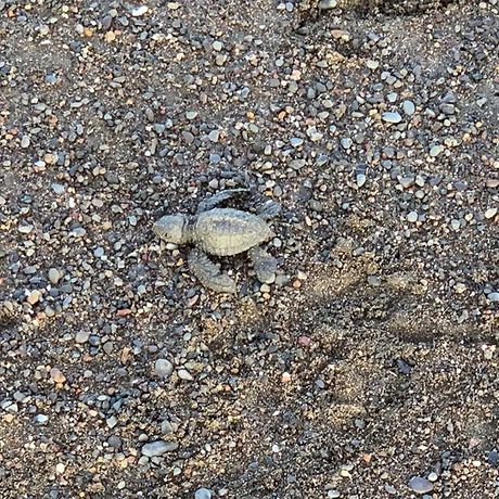 Blick auf eine Schildkröte bei der Schildkrötenbeobachtung in Nosara