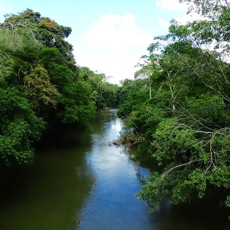 Blick auf einen naturbelassenen Fluss umgeben von Grün und Mangroven. 