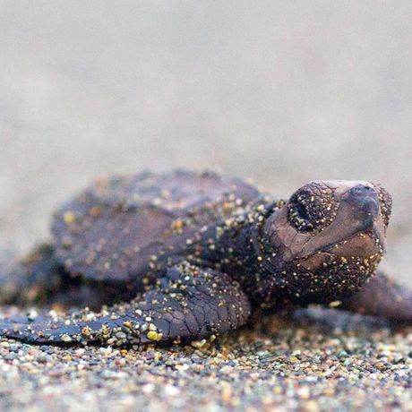 An den Stränden Costa Ricas schlüpfen Babyschildkröten. 