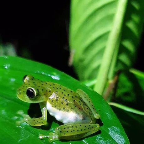 Ein ausgewachsener Emerald-Glasfrosch sitzt auf einem grünen Blatt. 