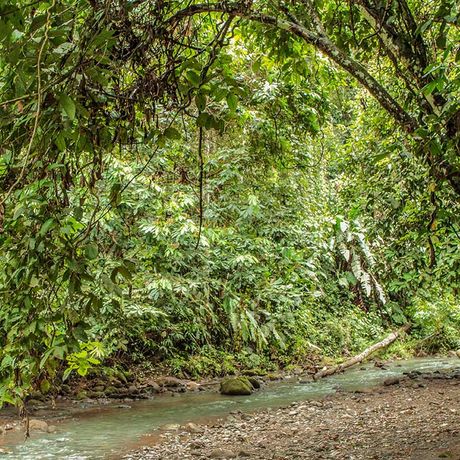 Costa Rica Dschungel und Regenwald kleiner Bach