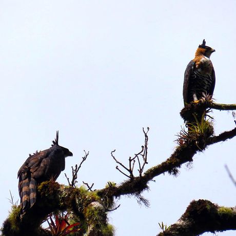 Zahlreiche Vogelarten sind im Reservat beheimatet, so auch diesse Prachthaubenadler.