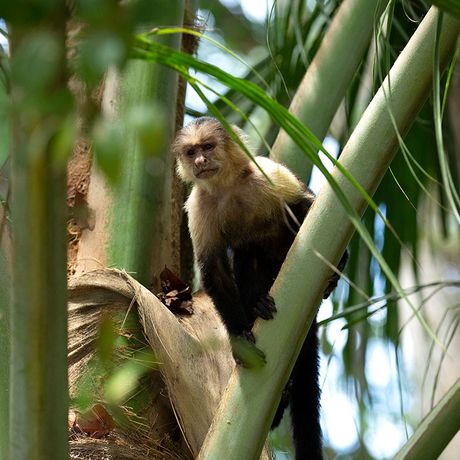 Costa Rica Dschungel und Regenwald Makake