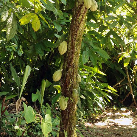 Die Kakaofrucht wächst am Baum und trägt verschiedenfarbende Früchte. 