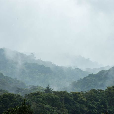 Nebelwald Costa Rica Blick über den Nebelwald Costa Ricas