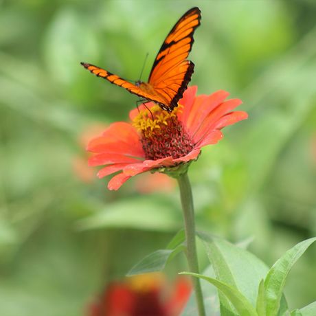 Blick auf einen Schmetterling bei der Wanderung im Curú Naturschutzgebiet